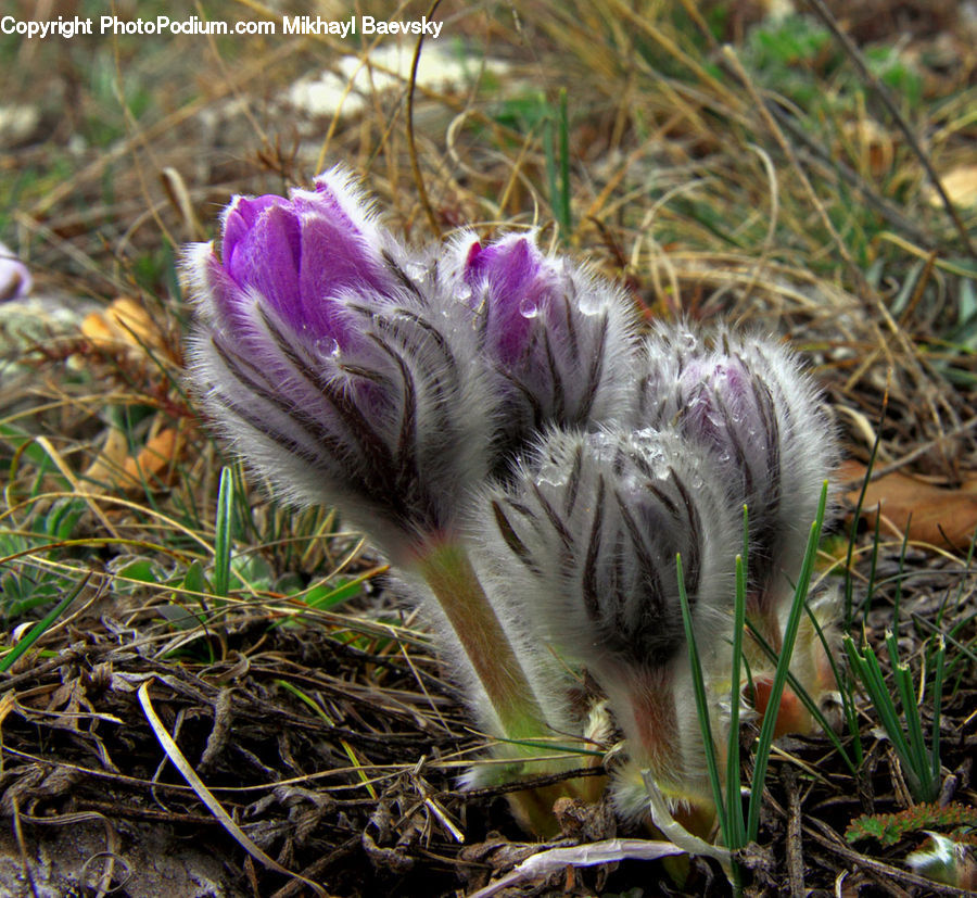 Blossom, Crocus, Flora, Flower, Plant, Agaric, Amanita