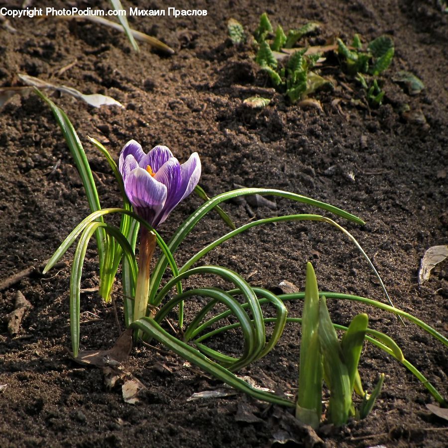 Blossom, Crocus, Flora, Flower, Plant, People, Person