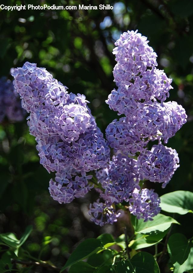 Blossom, Flora, Flower, Plant, Lilac, Bush, Vegetation