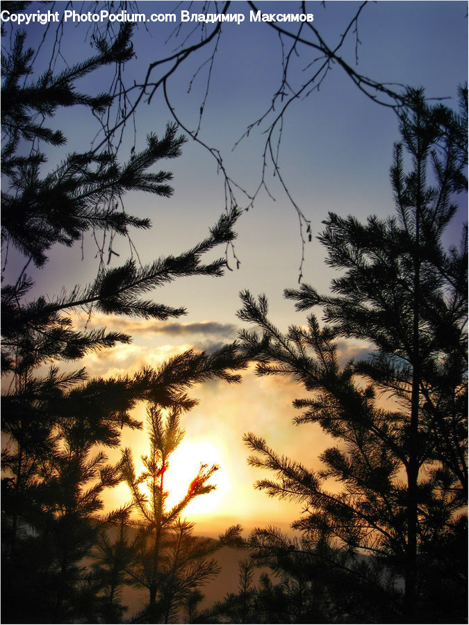 Conifer, Fir, Plant, Tree, Pine, Spruce, Palm Tree