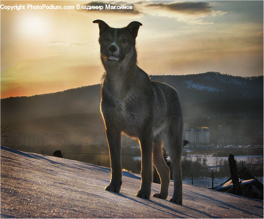 Animal, Pet, Canine, Dog, Husky, Mammal, Collie