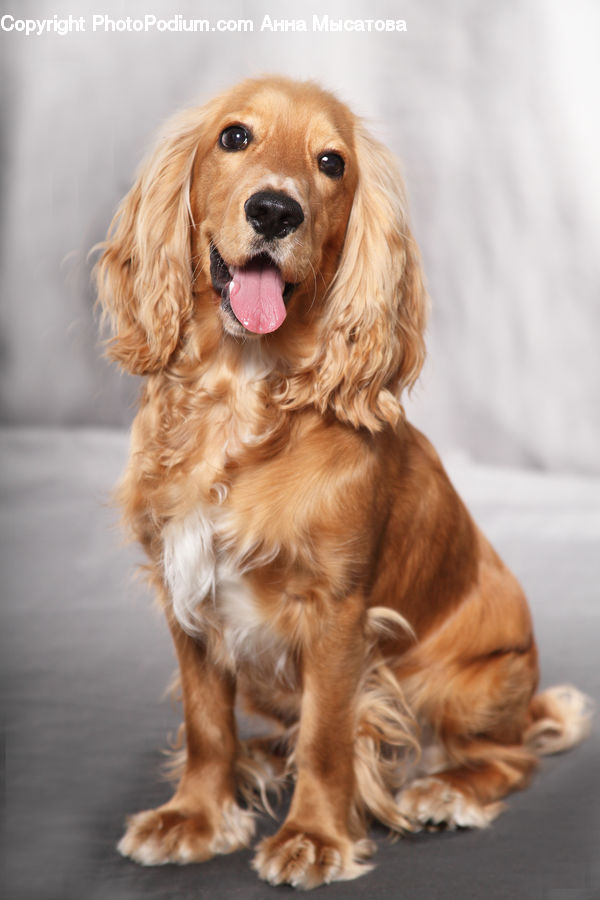 Animal, Canine, Cocker Spaniel, Dog, Mammal, Pet, Spaniel