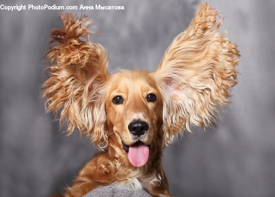 Animal, Canine, Cocker Spaniel, Dog, Mammal, Pet, Spaniel