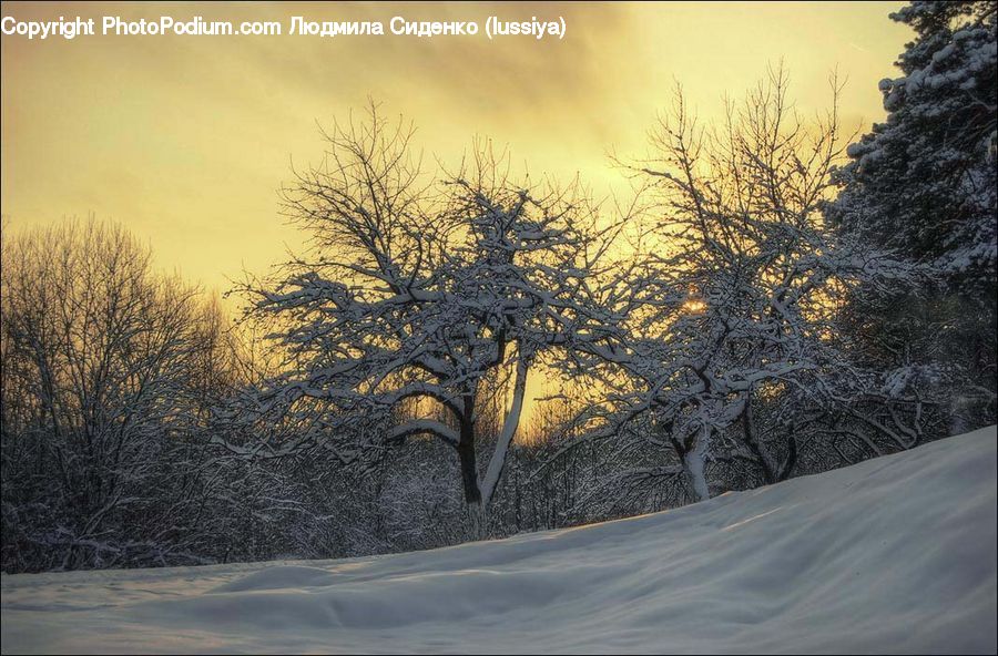 Plant, Tree, Frost, Ice, Outdoors, Snow, Landscape