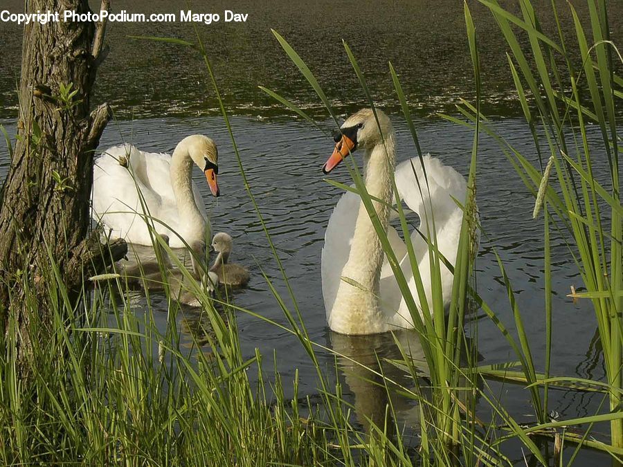 Grass, Plant, Reed, Bird, Waterfowl, Land, Marsh