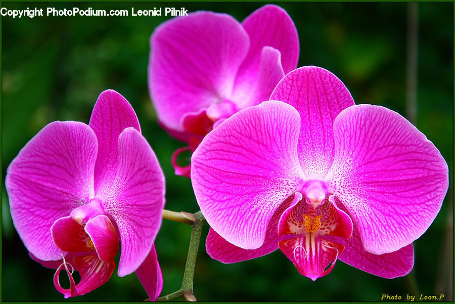 Blossom, Flora, Flower, Orchid, Plant, Geranium, Petal