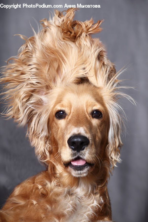 Animal, Canine, Cocker Spaniel, Dog, Mammal, Pet, Spaniel