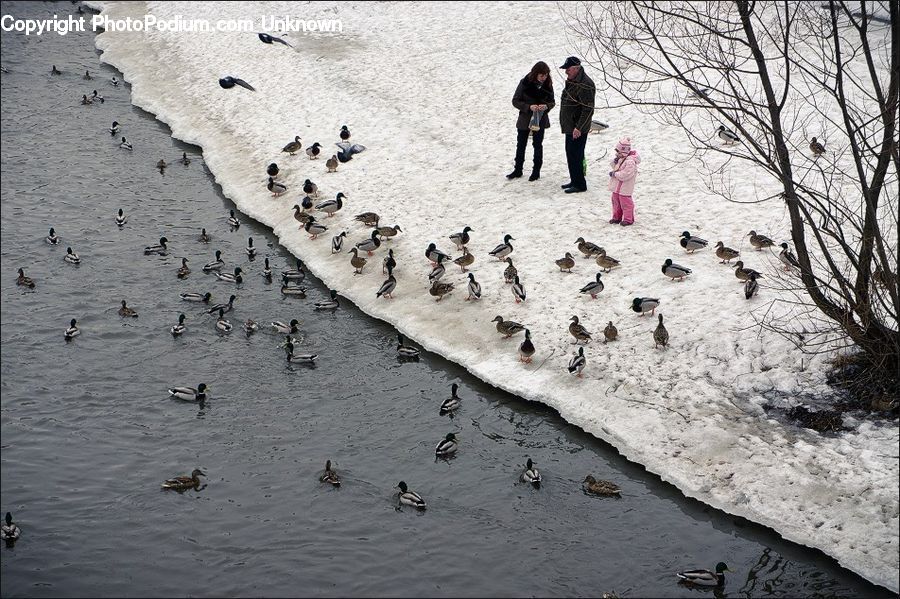 Bird, Duck, Teal, Waterfowl, Outdoors, Sand, Soil