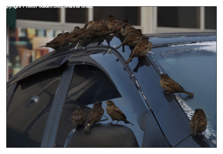 Bird, Sparrow, Finch, Wren, Swallow, Kite Bird