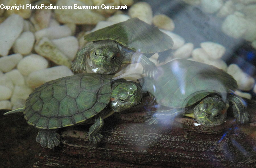 Box Turtle, Reptile, Tortoise, Turtle, Sea Life, Sea Turtle