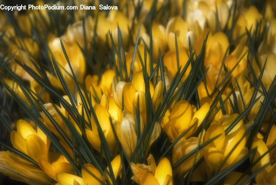 Blossom, Crocus, Flora, Flower, Plant, Field, Grass