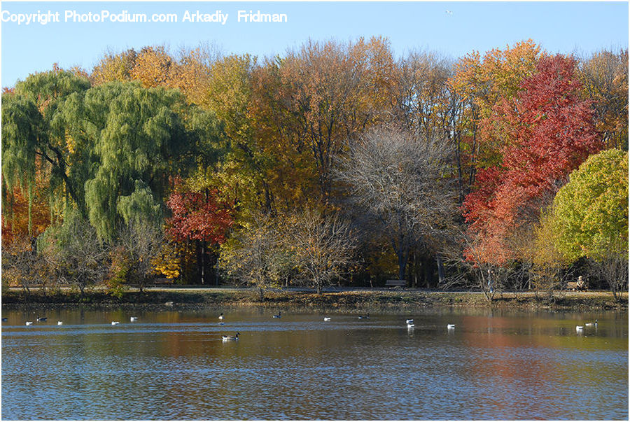 Outdoors, Pond, Water, Plant, Tree, Maple, Wood