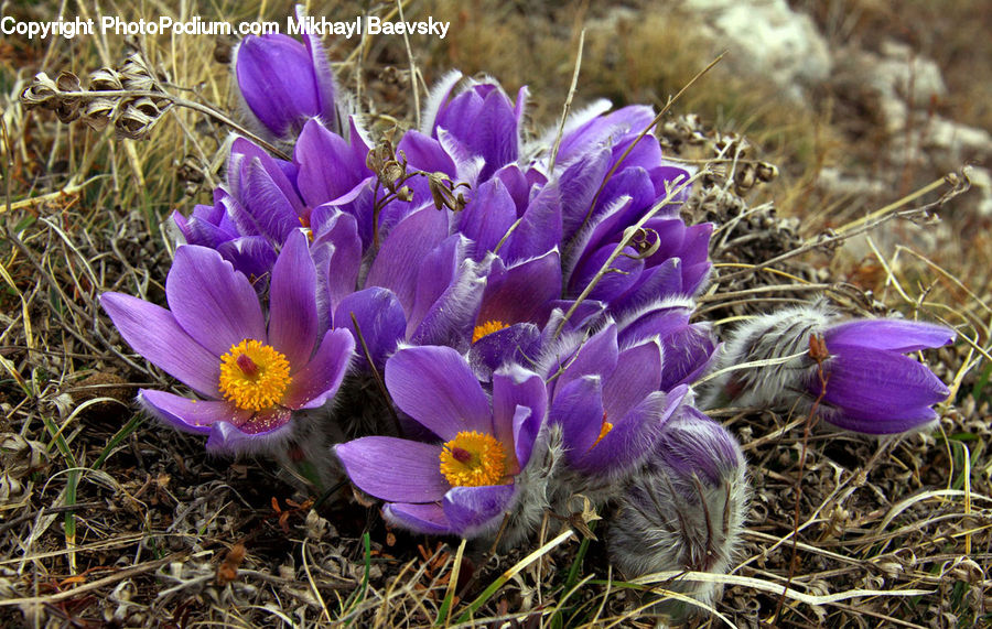 Blossom, Crocus, Flora, Flower, Plant, Violet, Vegetation
