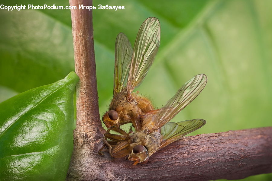 Anisoptera, Dragonfly, Insect, Invertebrate, Conifer, Fir, Plant