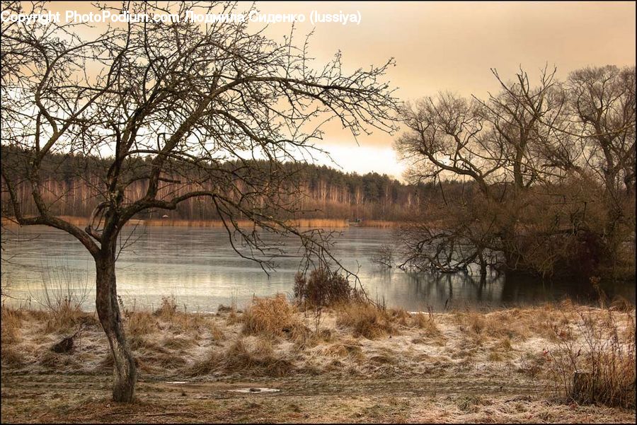 Plant, Tree, Flood, Countryside, Outdoors, Field, Grass
