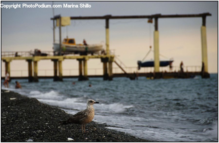 Boat, Watercraft, Bird, Dock, Pier, Landing, Port