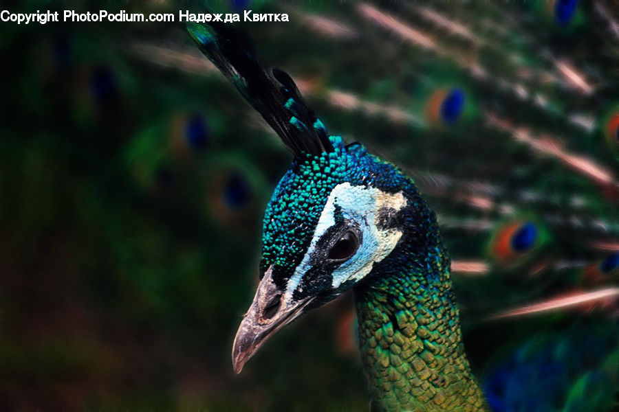 Bird, Peacock, Pheasant, Wildlife, Beak
