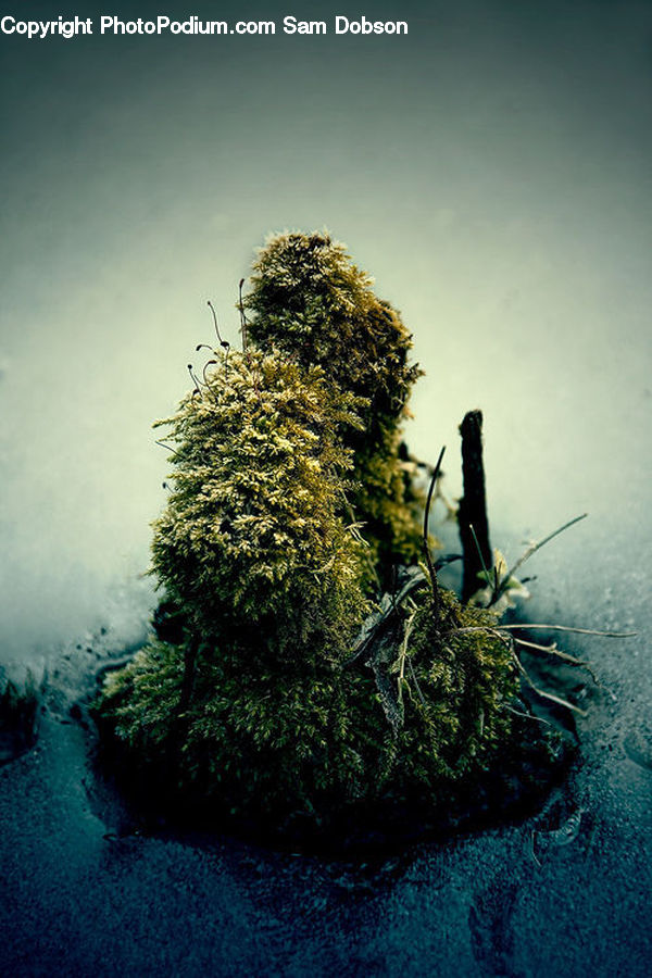 Conifer, Fir, Plant, Tree, Forest, Jungle, Rainforest