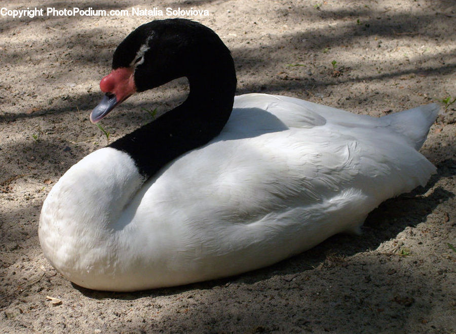 Bird, Swan, Waterfowl, Goose, Duck, Teal, Black Swan