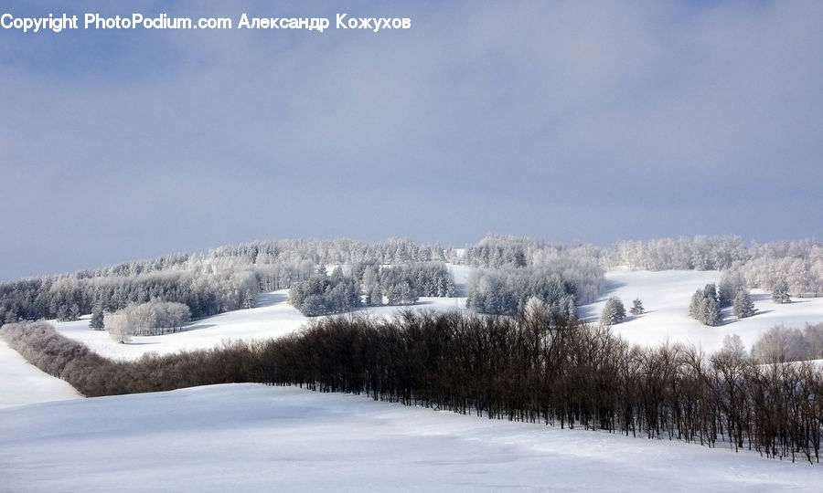 Ice, Outdoors, Snow, Conifer, Fir, Pine, Spruce