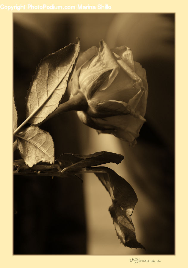 Garlic, Plant, Blossom, Flora, Flower