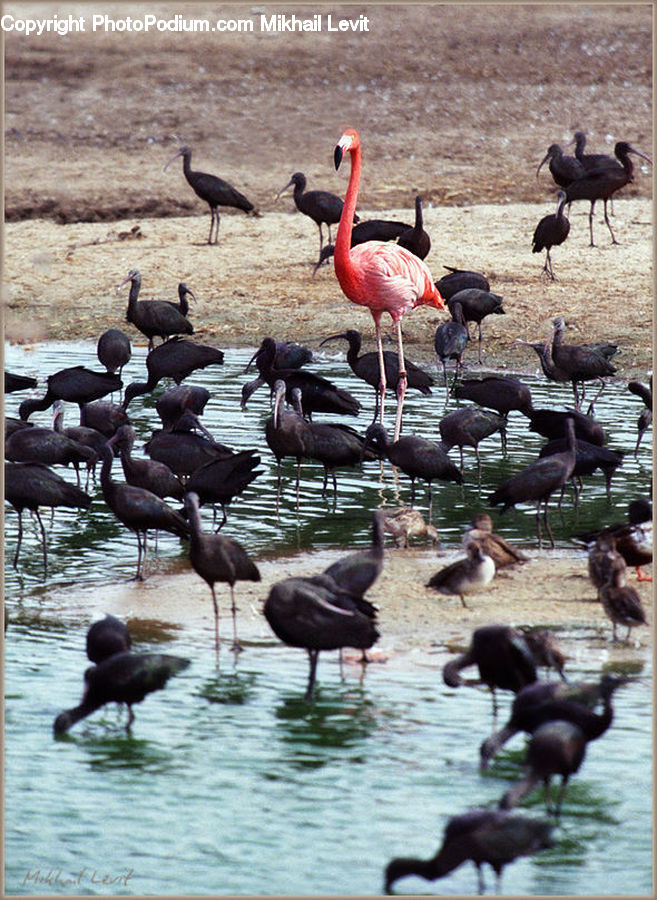 Bird, Flamingo, Flock, Crane Bird, Heron, Duck, Teal