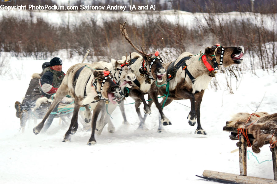 People, Person, Human, Dogsled, Sled, Ice, Outdoors
