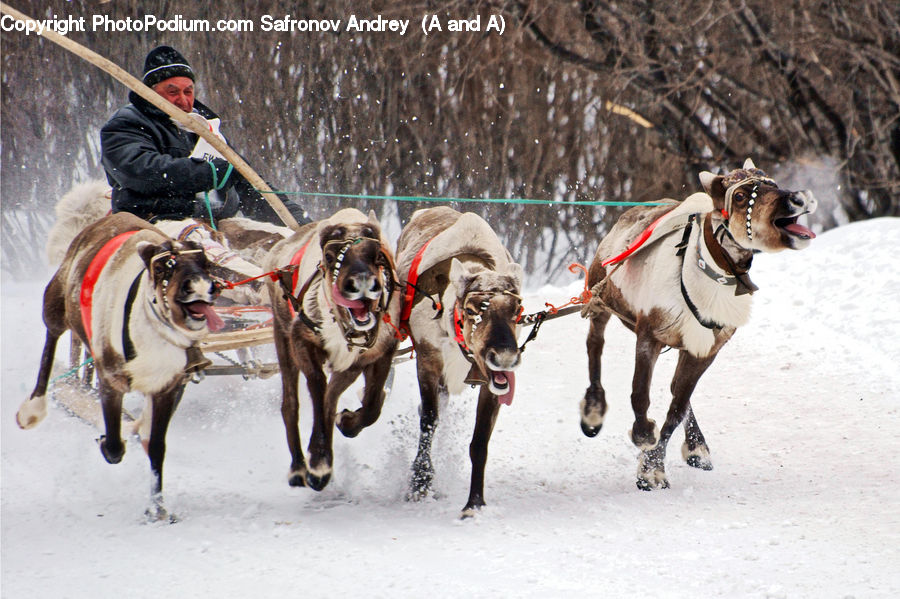 People, Person, Human, Animal, Horse, Mammal, Dogsled