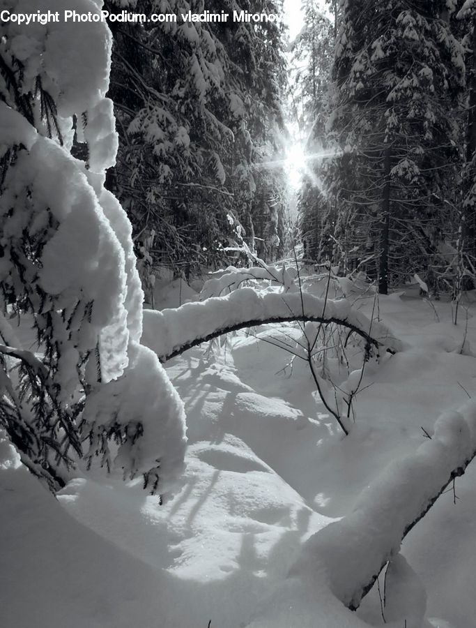 Ice, Outdoors, Snow, Avalanche, Slide, Conifer, Fir