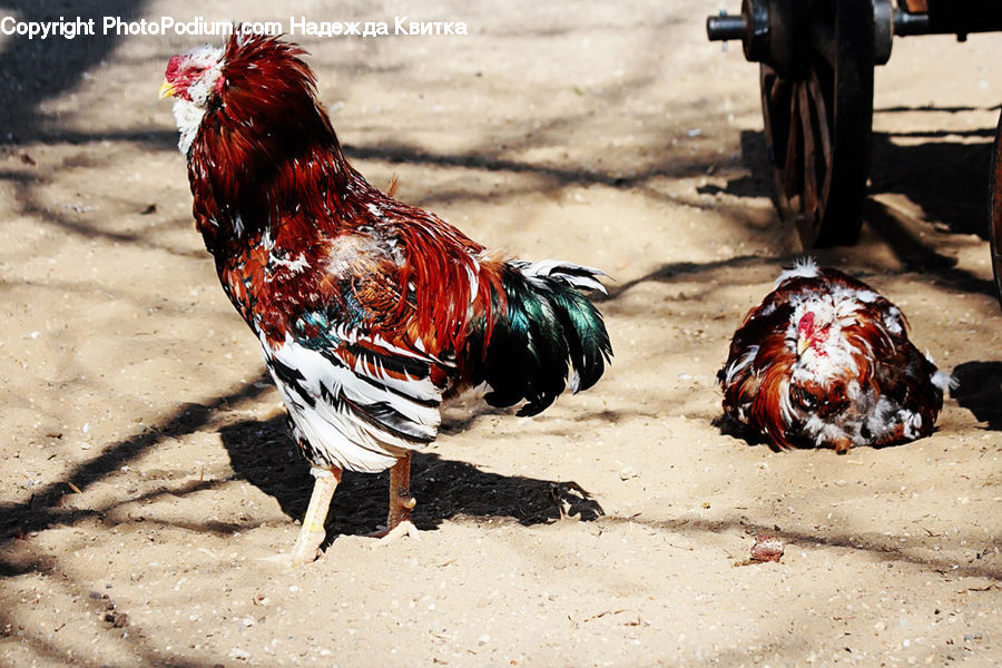 Chicken, Cock Bird, Fowl, Poultry, Rooster, Bird