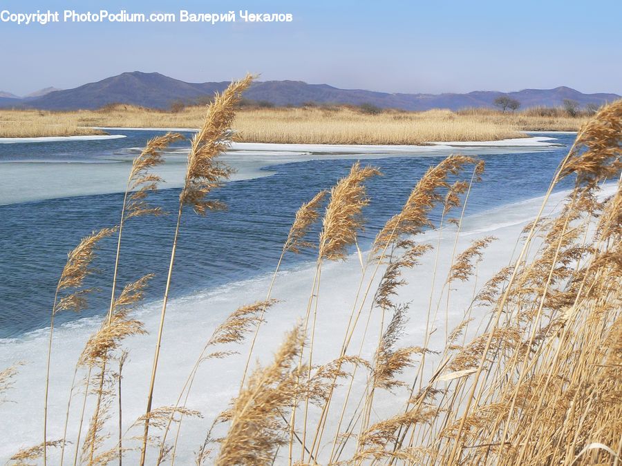 Field, Grass, Grassland, Plant, Reed, Land, Marsh