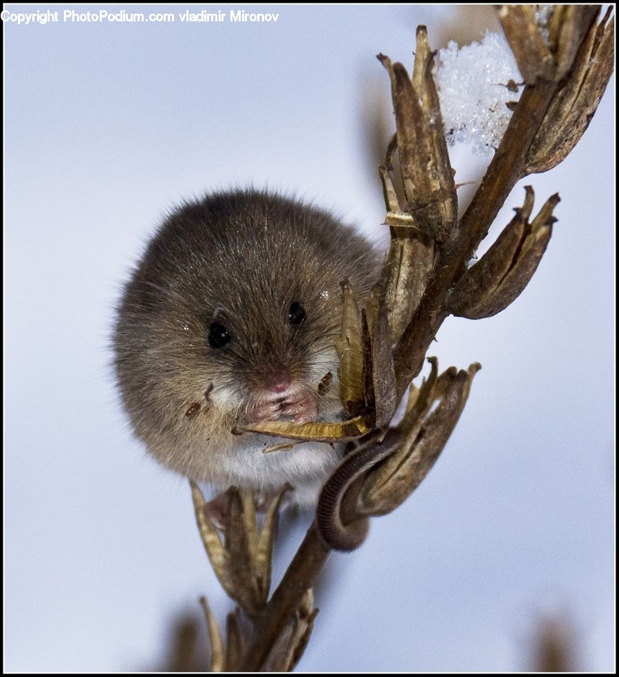 Animal, Hedgehog, Mammal, Porcupine, Rodent, Plant, Vegetation