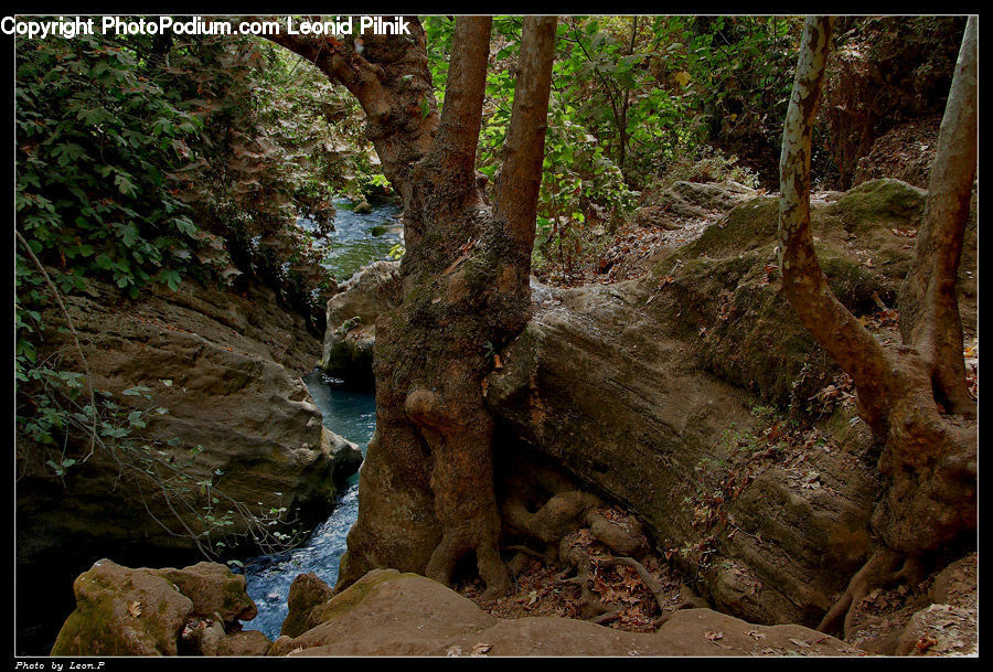 Cave, Rock, Forest, Jungle, Rainforest, Vegetation, Outdoors