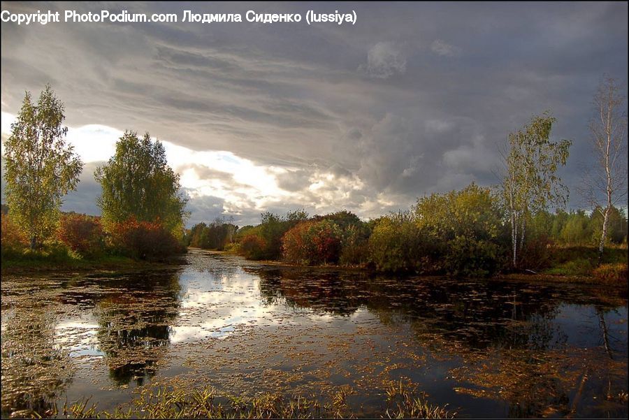 Plant, Potted Plant, Land, Marsh, Pond, Swamp, Water
