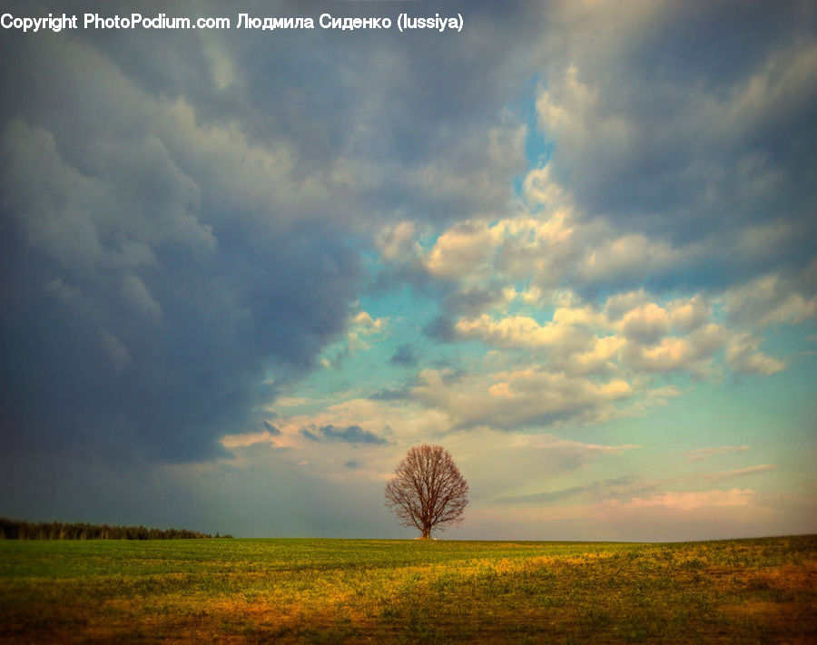 Field, Grass, Grassland, Land, Outdoors, Azure Sky, Cloud