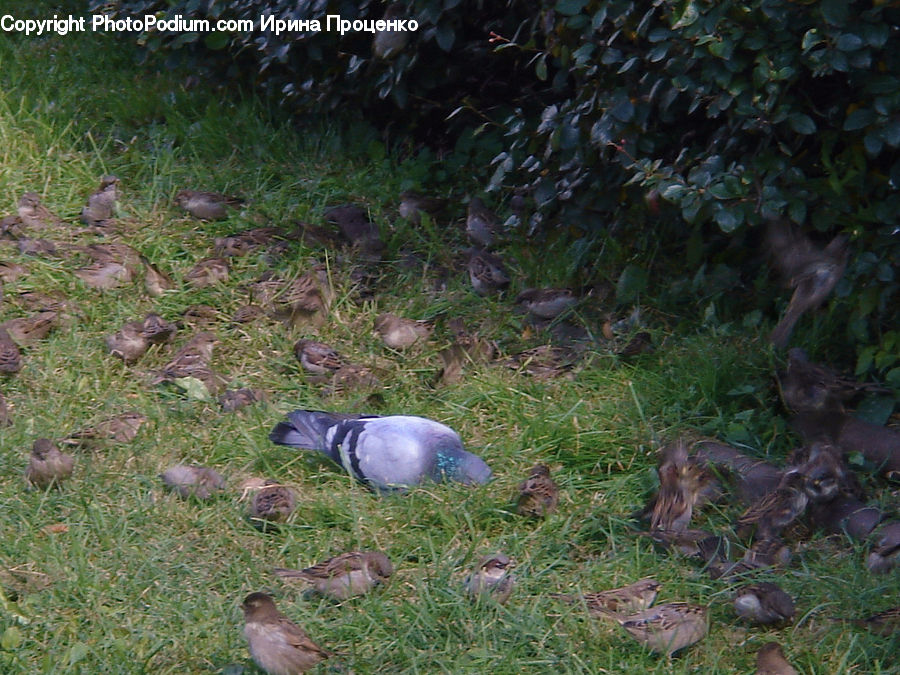 Bird, Quail, Pigeon, Sparrow, Dove, Partridge, Forest