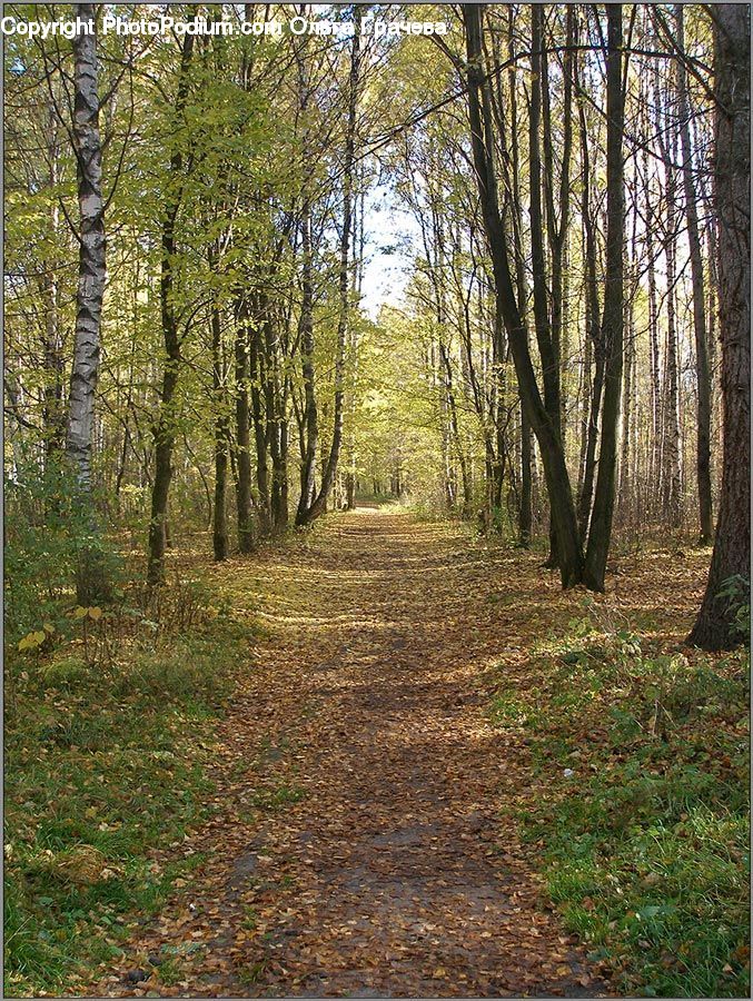 Forest, Grove, Land, Vegetation, Dirt Road, Gravel, Road