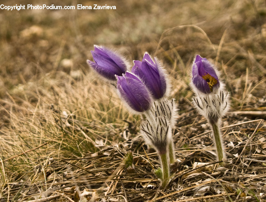 Blossom, Crocus, Flora, Flower, Plant, Field, Grass