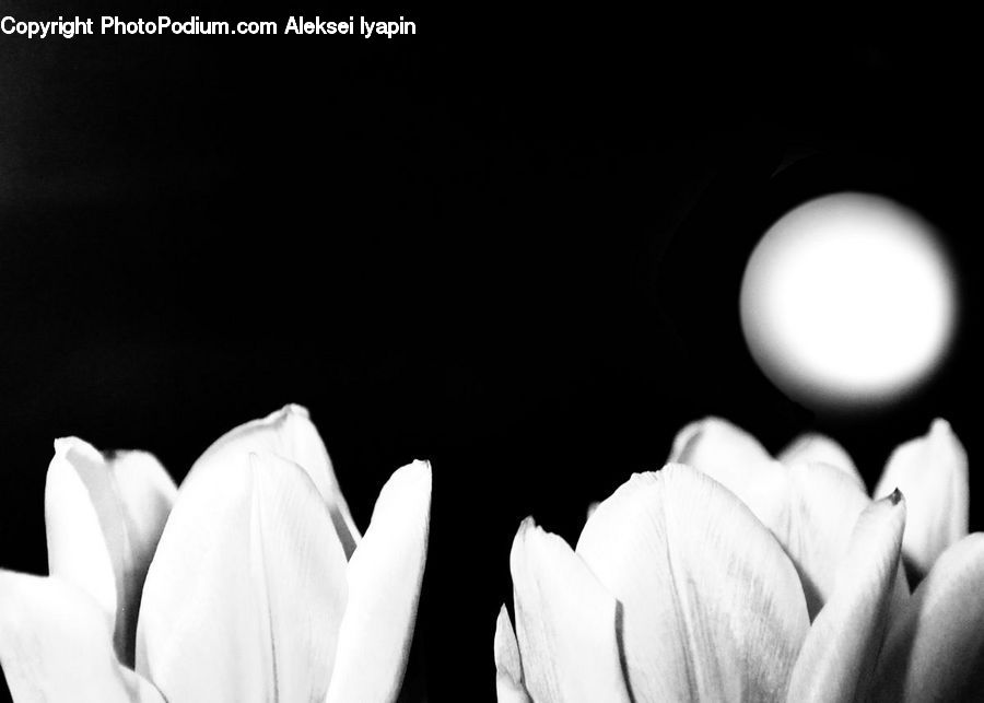 People, Person, Human, Blossom, Flora, Flower, Plant