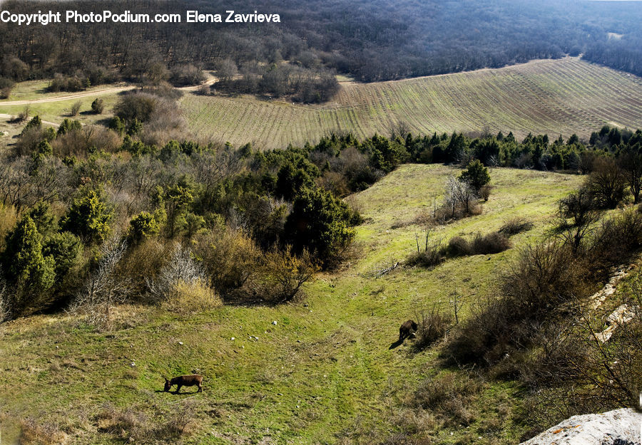 Field, Grass, Grassland, Land, Outdoors, Wilderness, Countryside