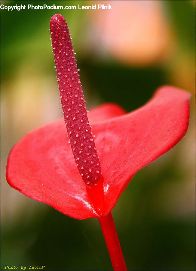 Anthurium, Flower, Plant, Flora, Gladiolus, Blossom, Geranium