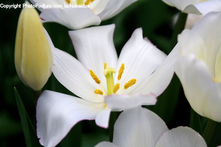 Blossom, Flora, Flower, Plant, Crocus, Anther, Petal