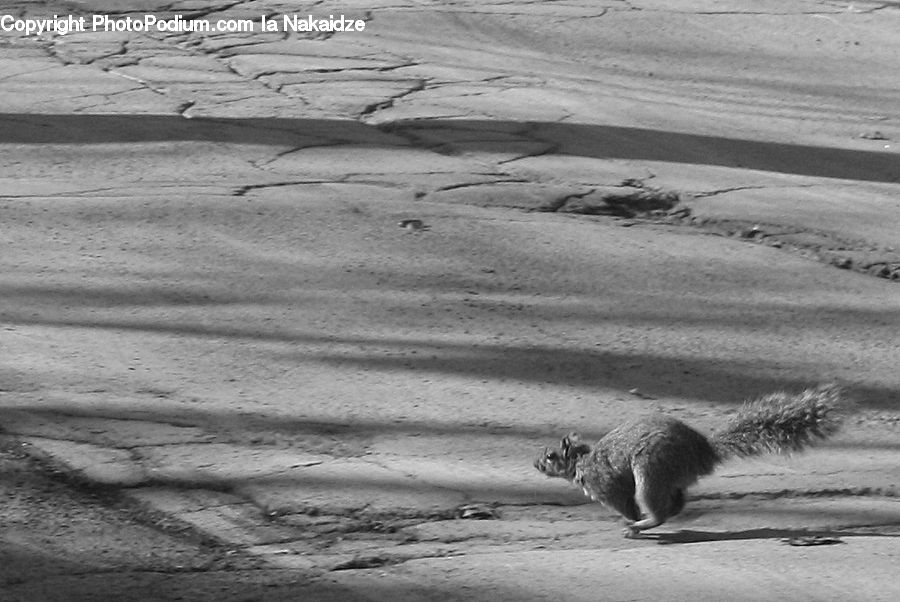 Animal, Kangaroo, Mammal, Wallaby, Outdoors, Sand, Soil