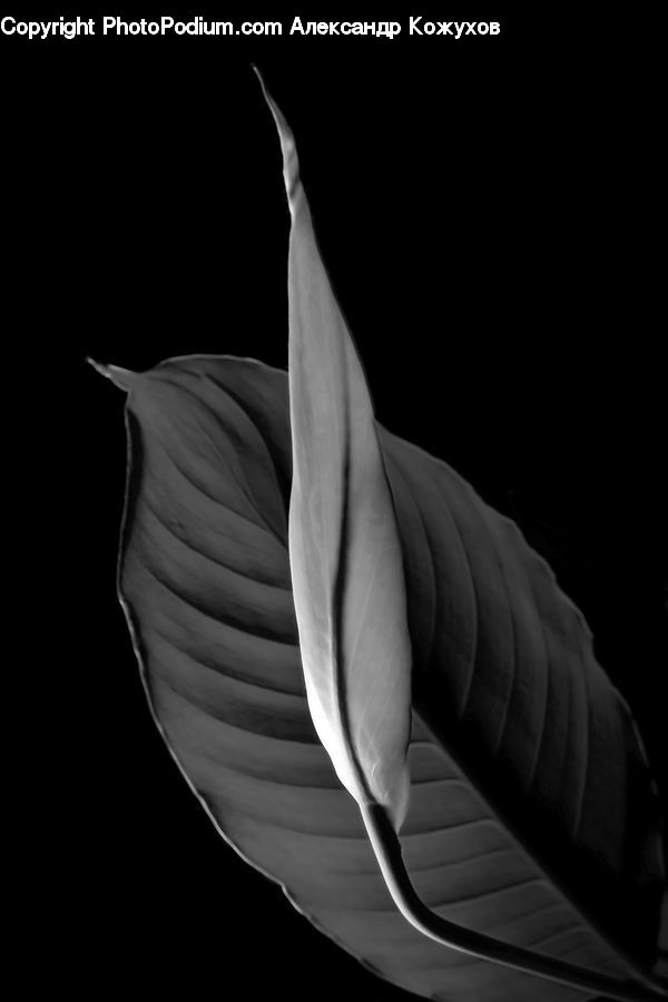 Acanthaceae, Annonaceae, Blossom, Flora, Plant, Anthurium, Flower