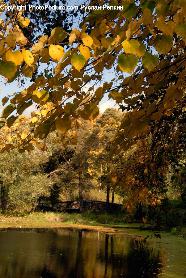 Forest, Vegetation, Outdoors, Pond, Water, Grove, Land