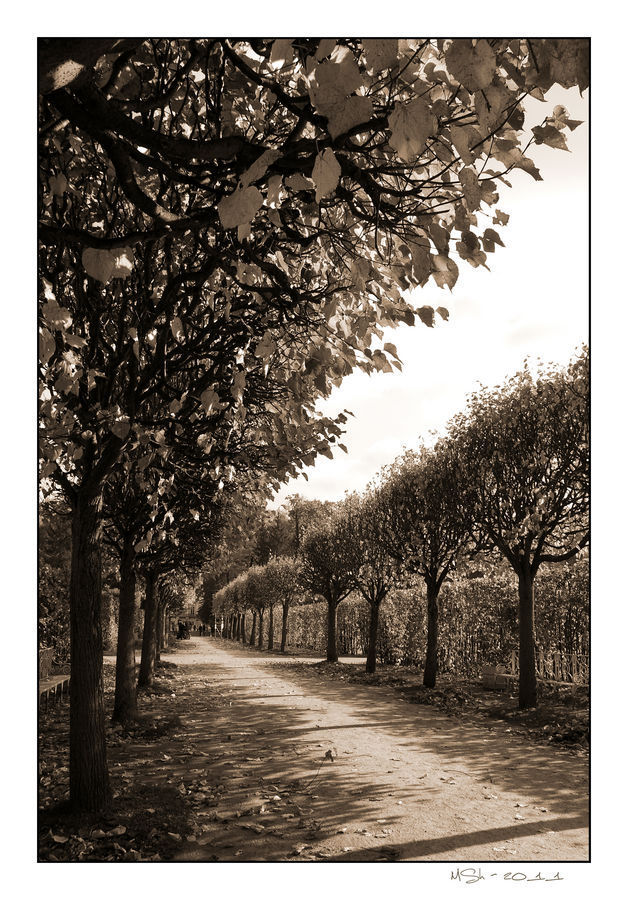 Dirt Road, Gravel, Road, Plant, Tree, Blossom, Flora