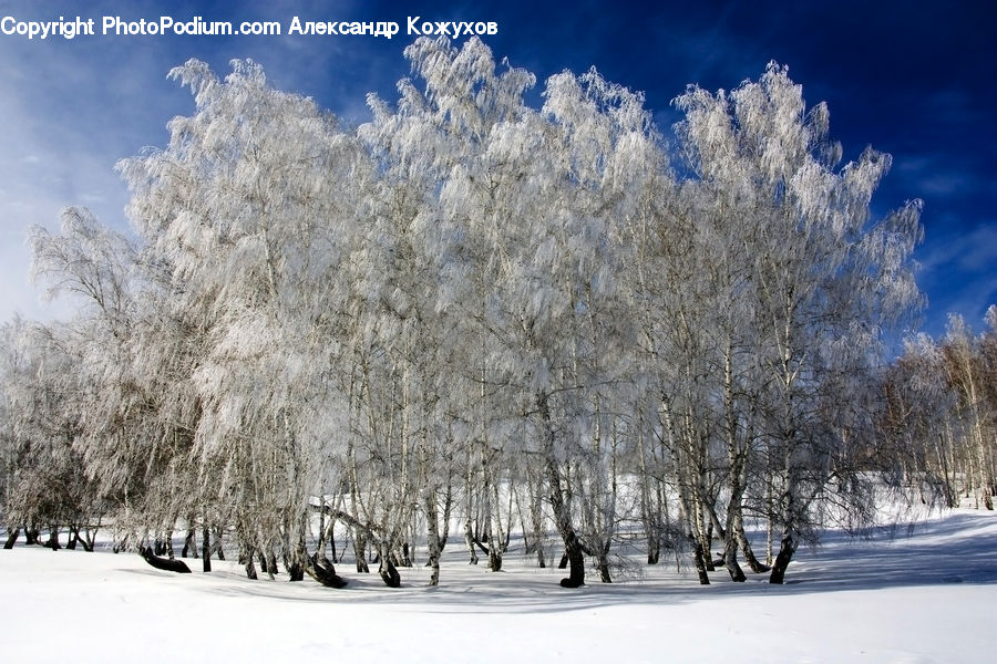 Birch, Tree, Wood, Ice, Outdoors, Snow, Plant