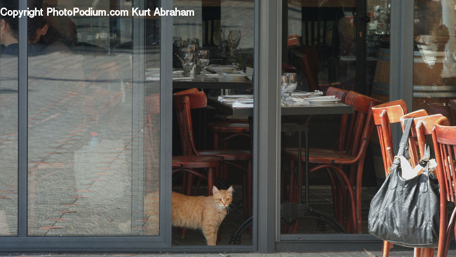 Chair, Furniture, Animal, Cat, Mammal, Pet, Bag