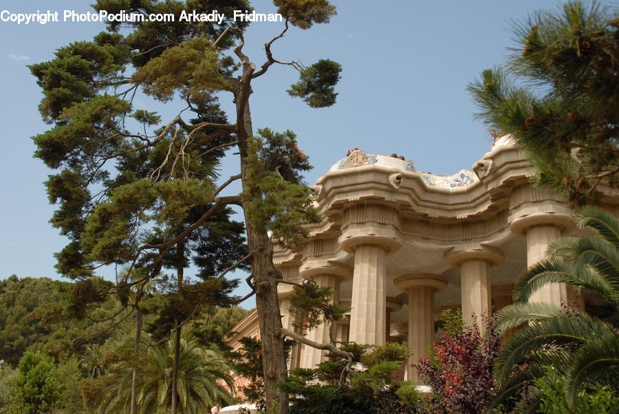 Plant, Tree, Architecture, Mansion, Arecaceae, Palm Tree, Bush