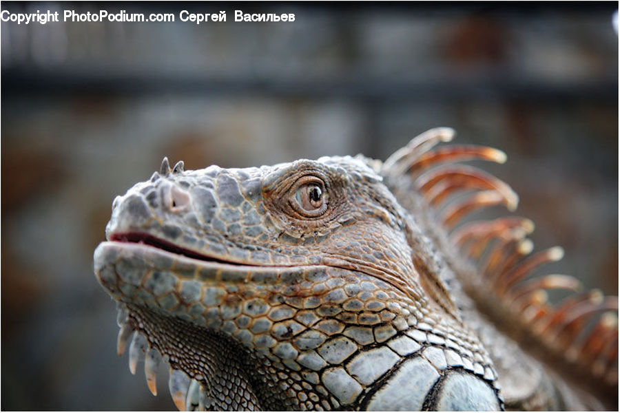 Iguana, Lizard, Reptile
